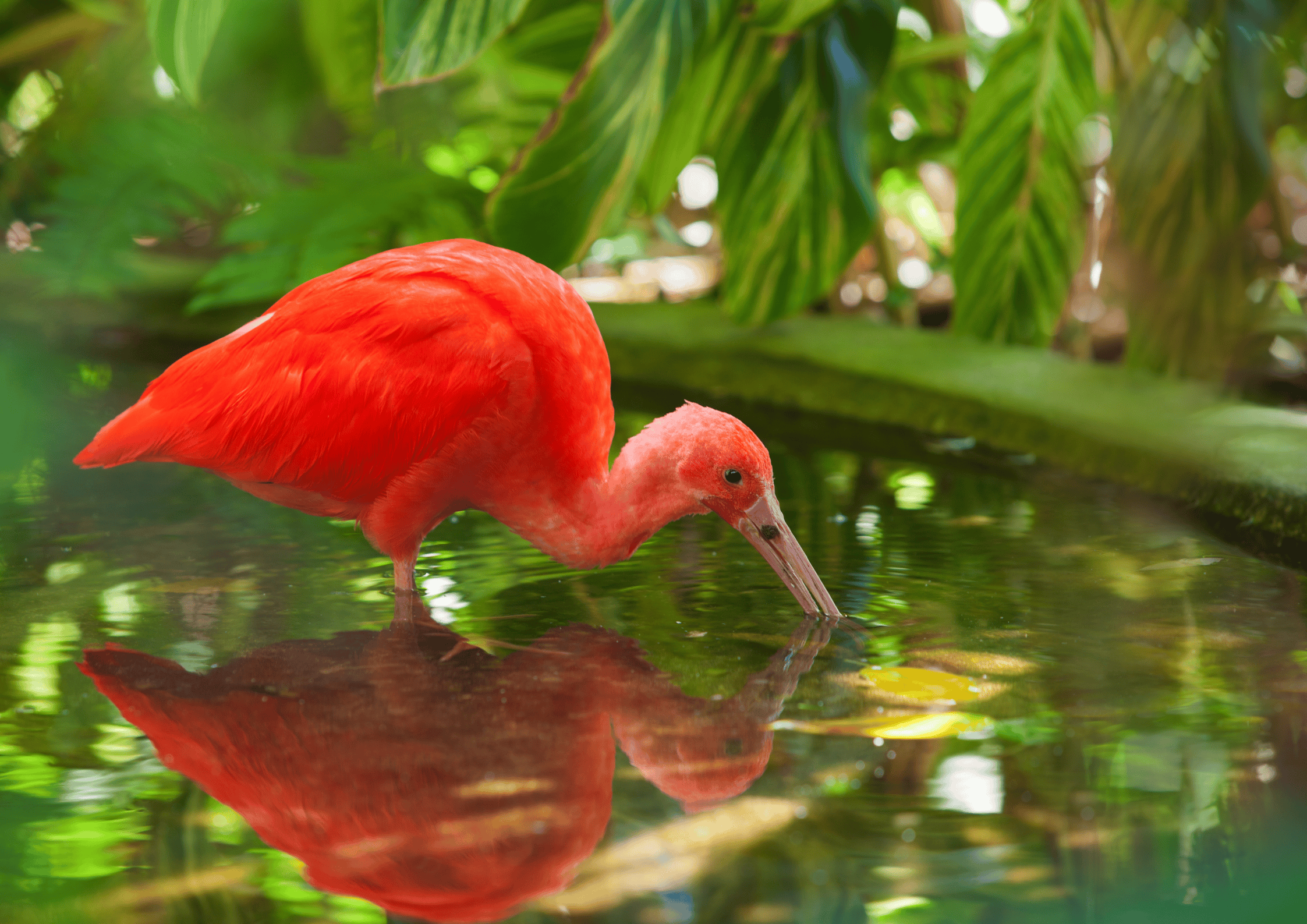 Ibis scarlatto mentre beve