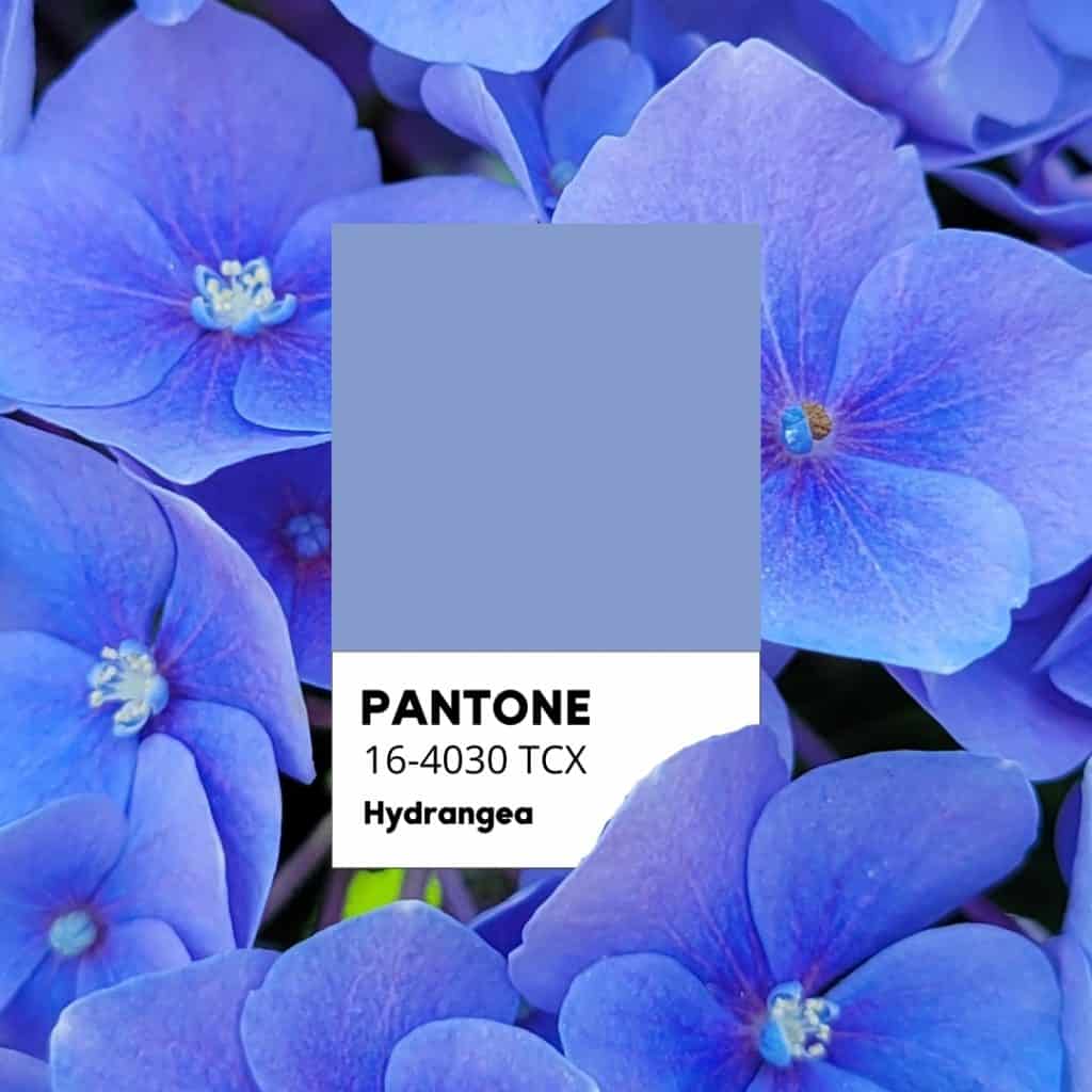 Pantone Hydrangea