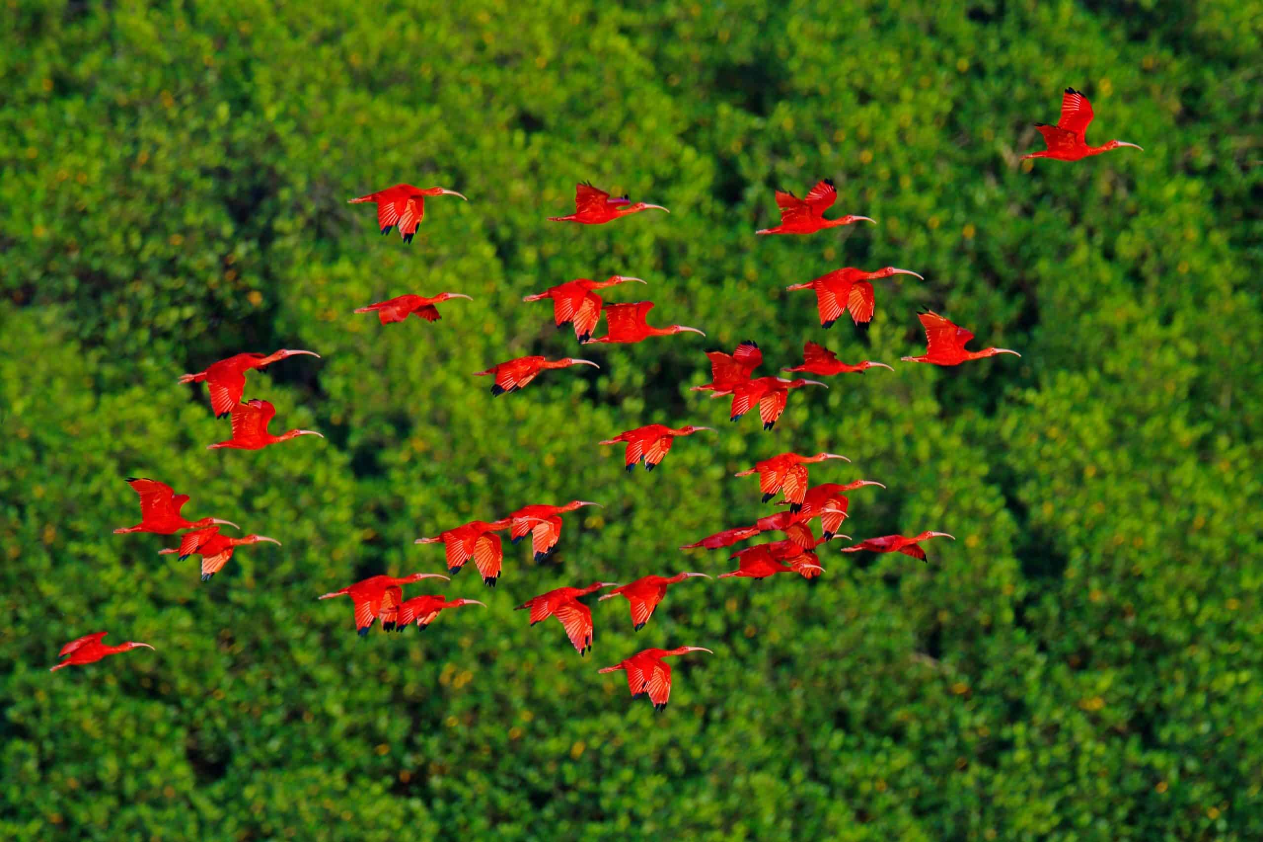 stormo di ibis scarlatto