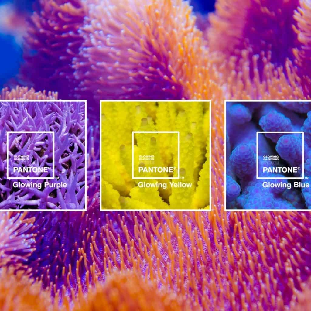 fluorescenza coralli Barriere Coralline