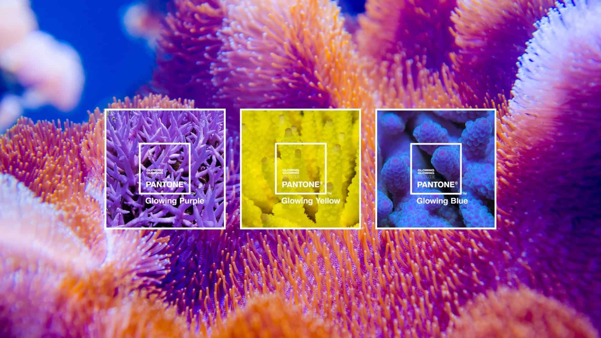 fluorescenza coralli Barriere Coralline