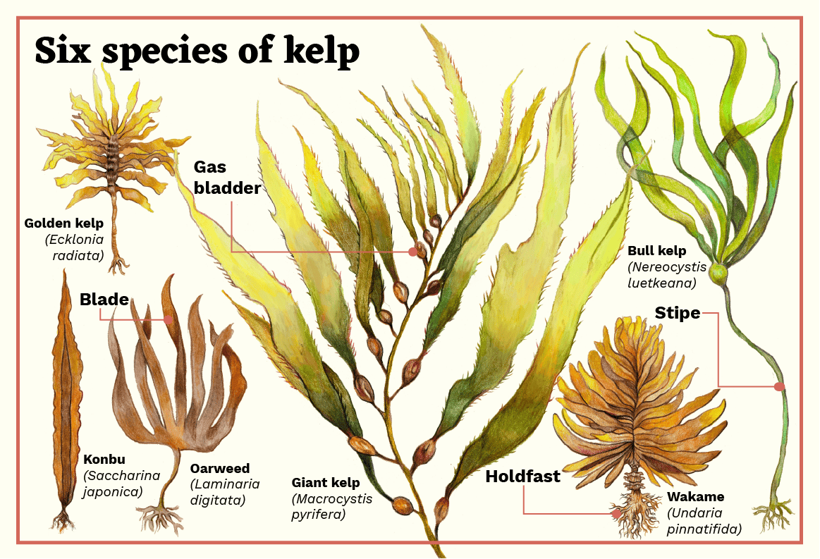 specie di alghe kelp
