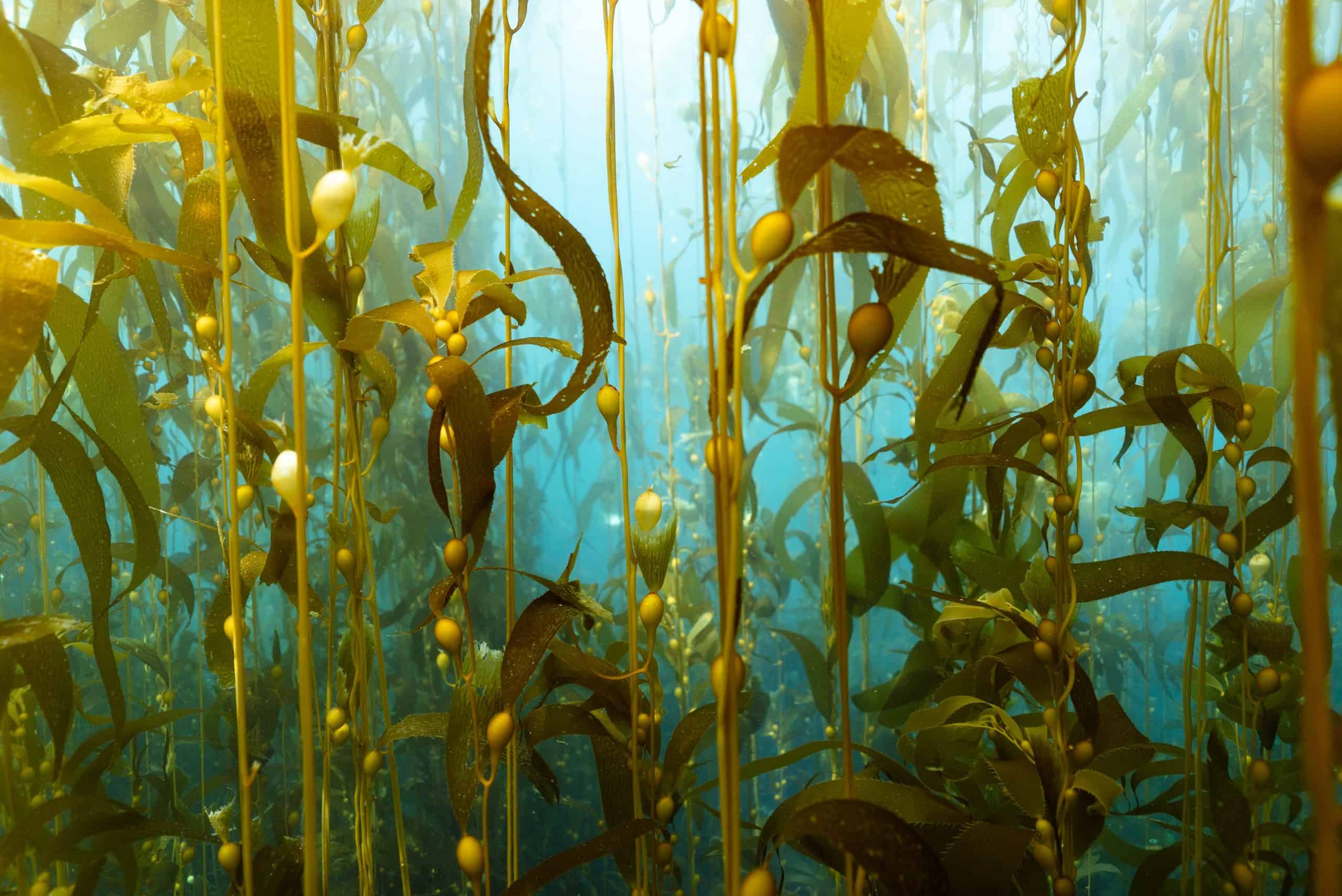 Foresta di Kelp