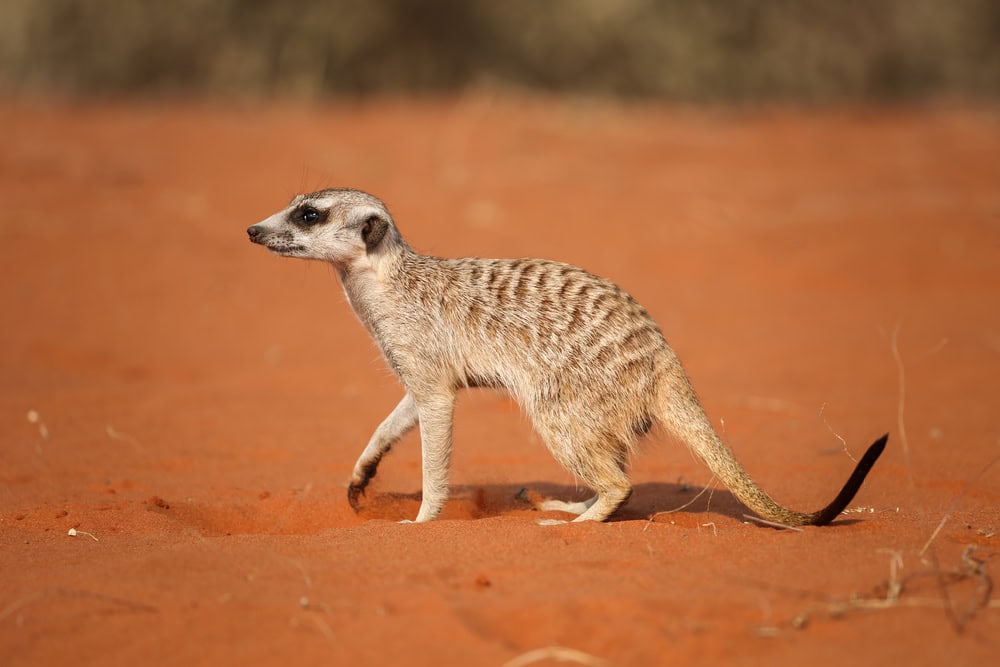 Suricata suricatta