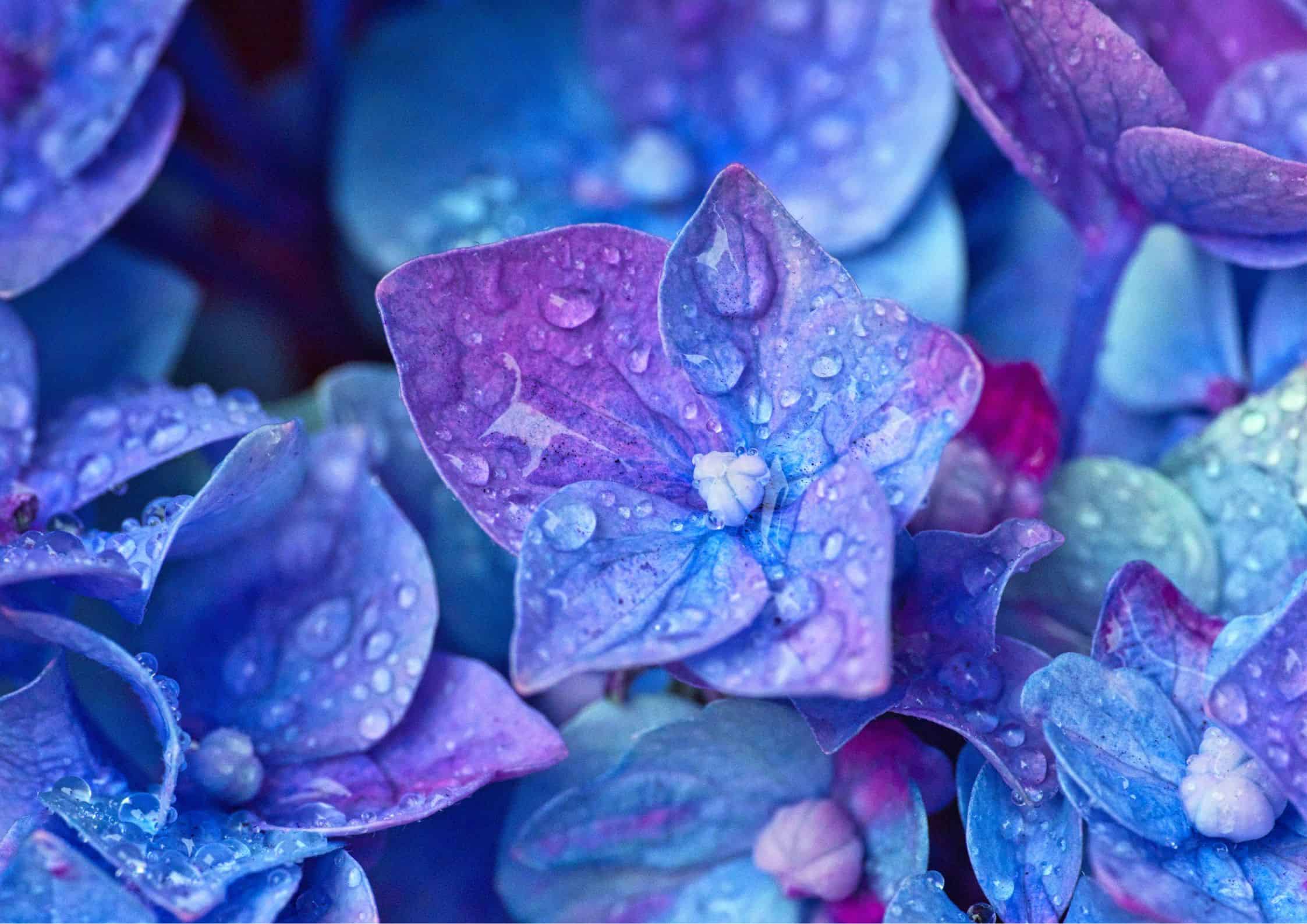 Hydrangea primo piano