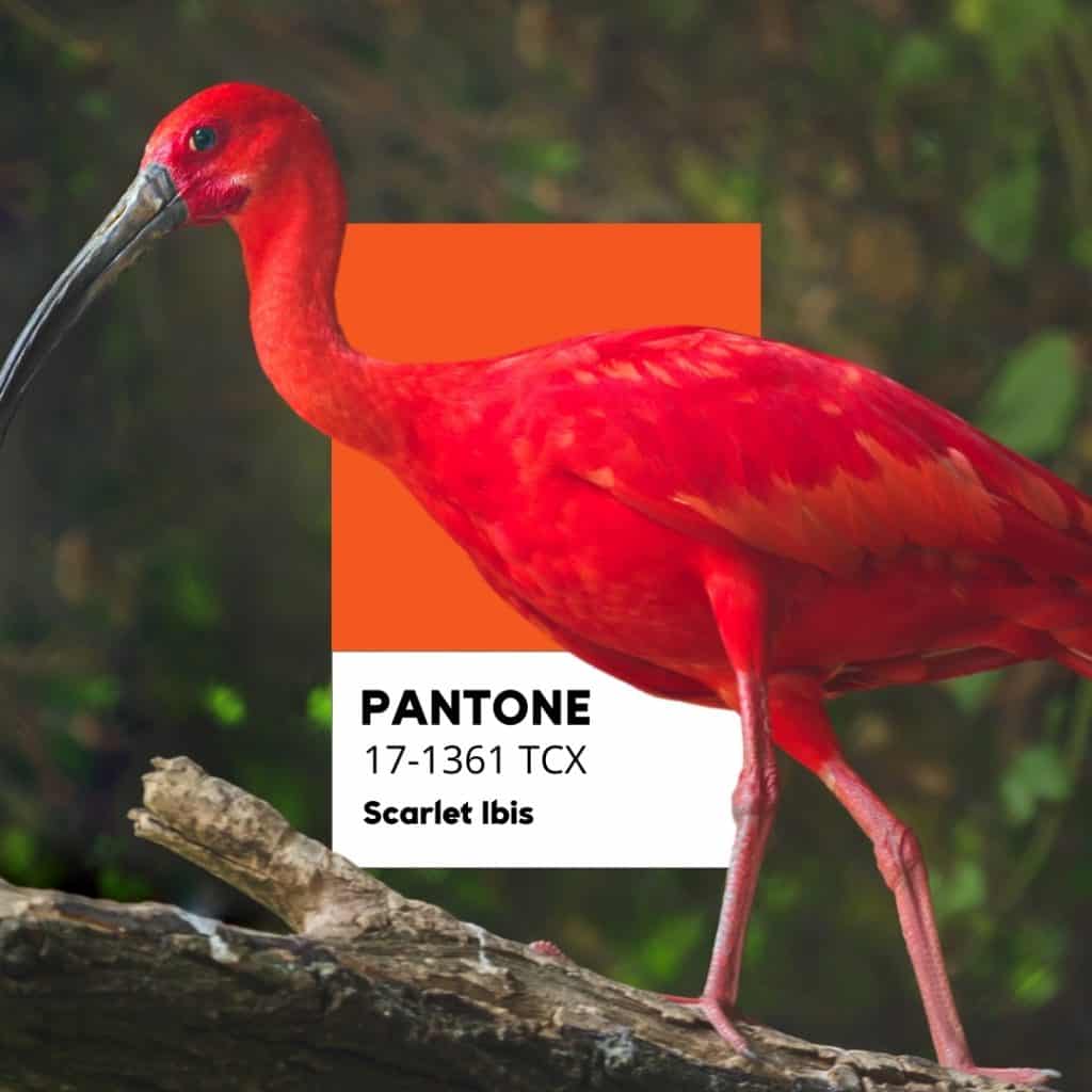 Ibis Scarlatto (Eudocimus ruber)