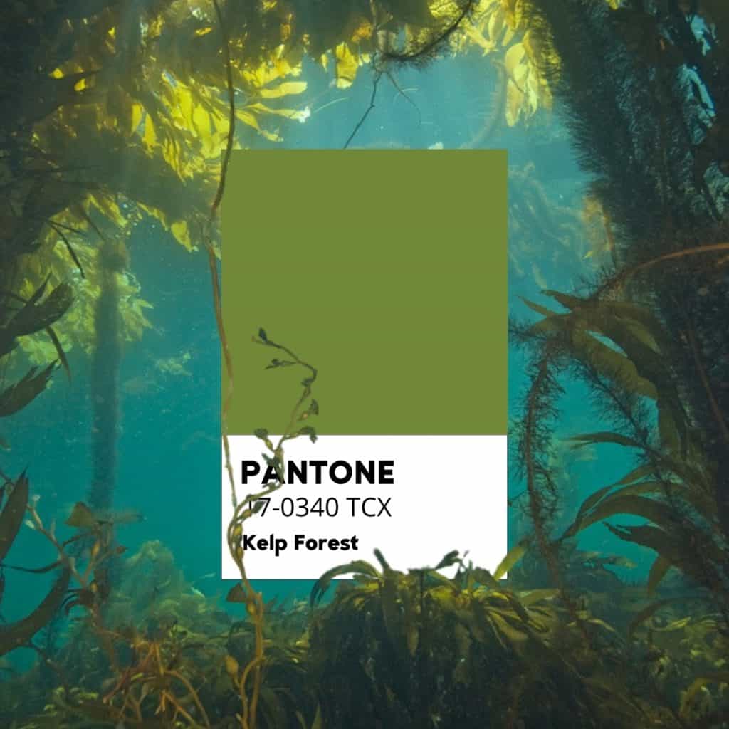 pantone kelp forest