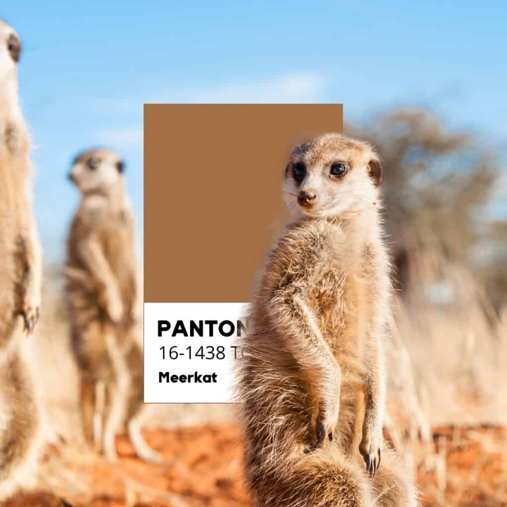 Suricato Pantone Meerkat