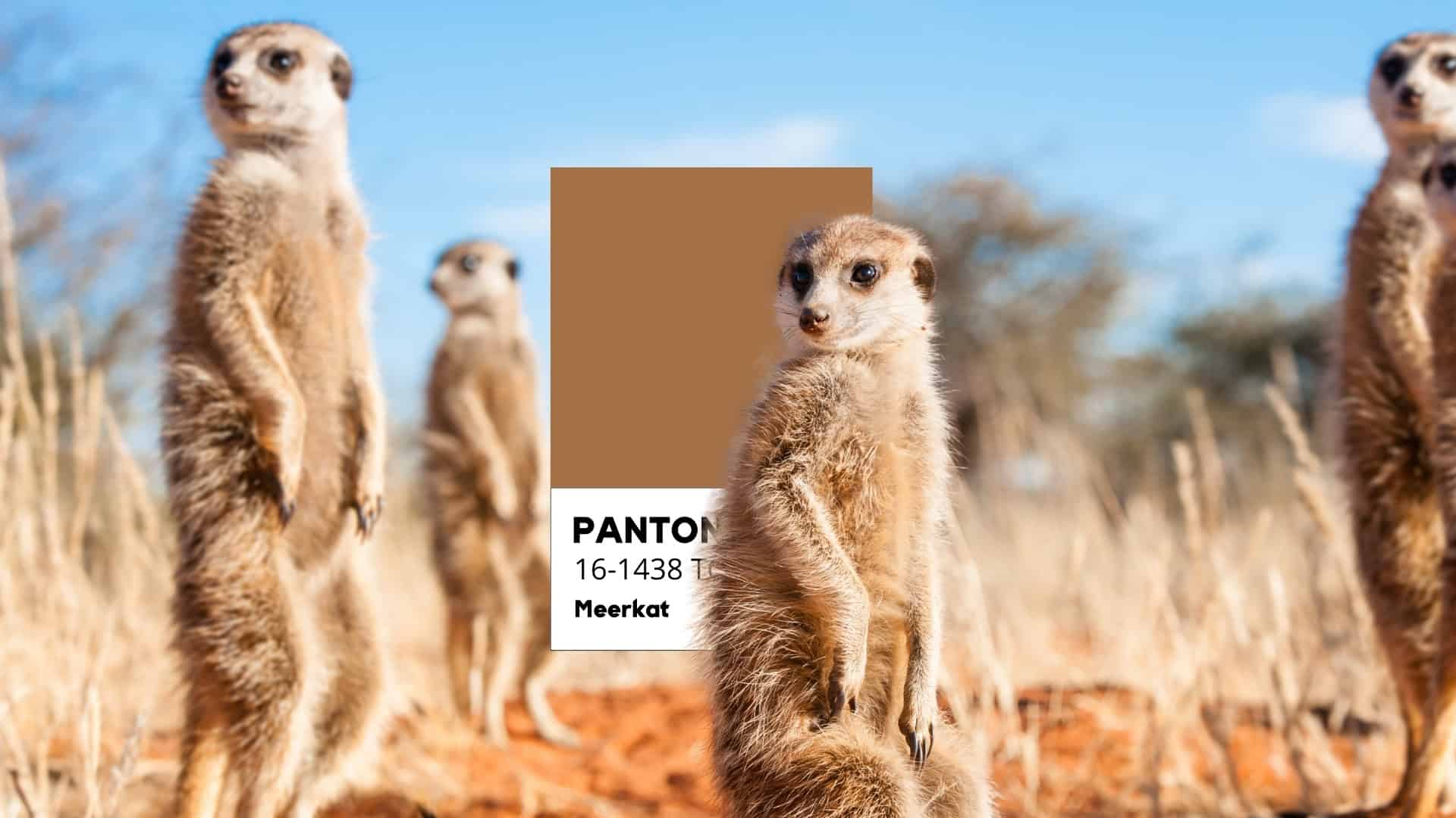 Suricato Pantone Meerkat