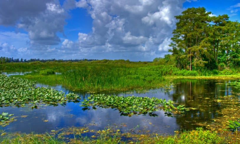 paesaggio Everglades Florida