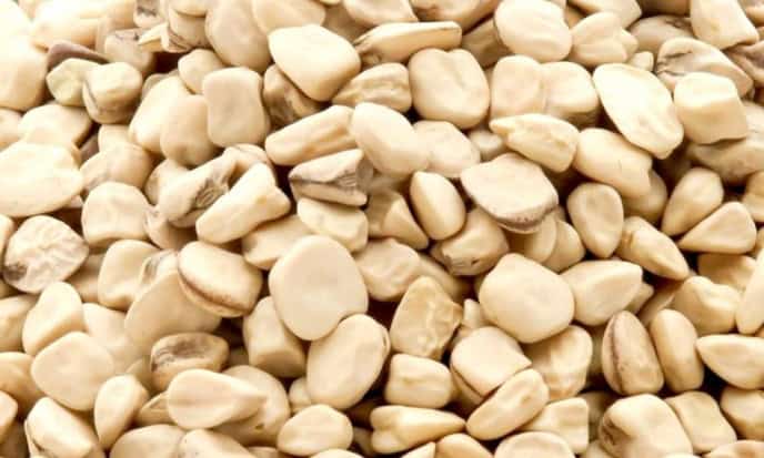 Cicerchia legume