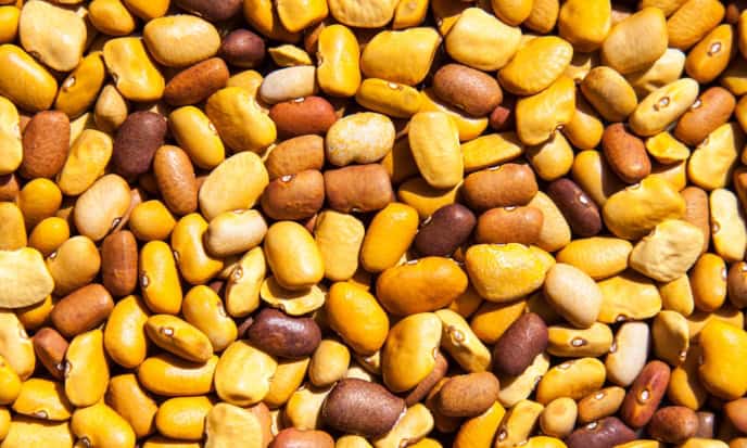Fagioli Tepary legumi