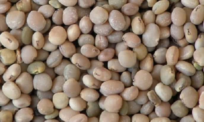 Guar legume