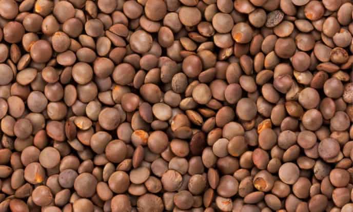 Lenticchie Marroni legumi
