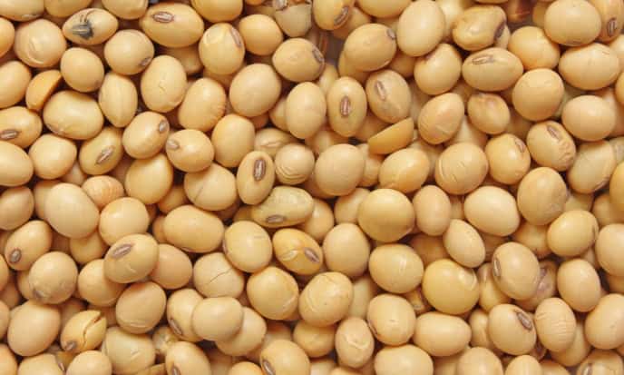 Soia legume