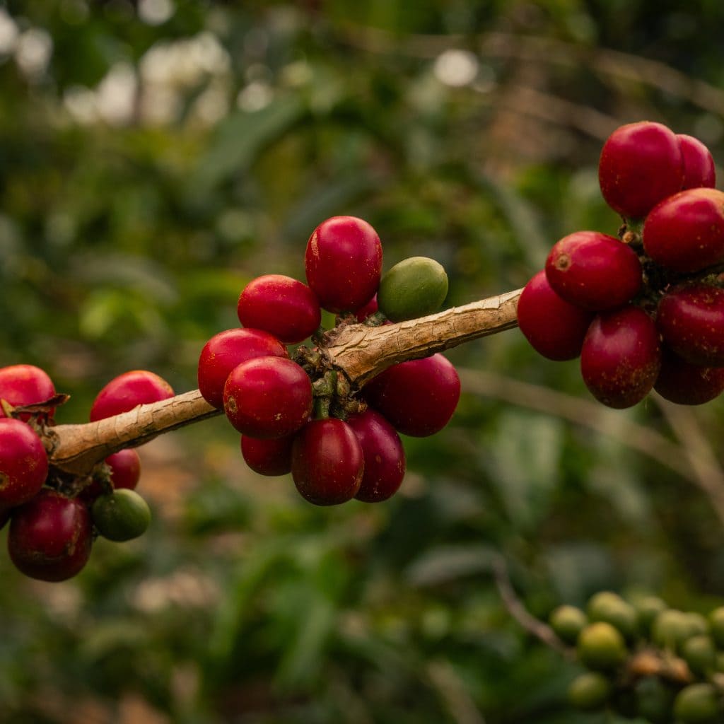La drupa è il frutto del caffè